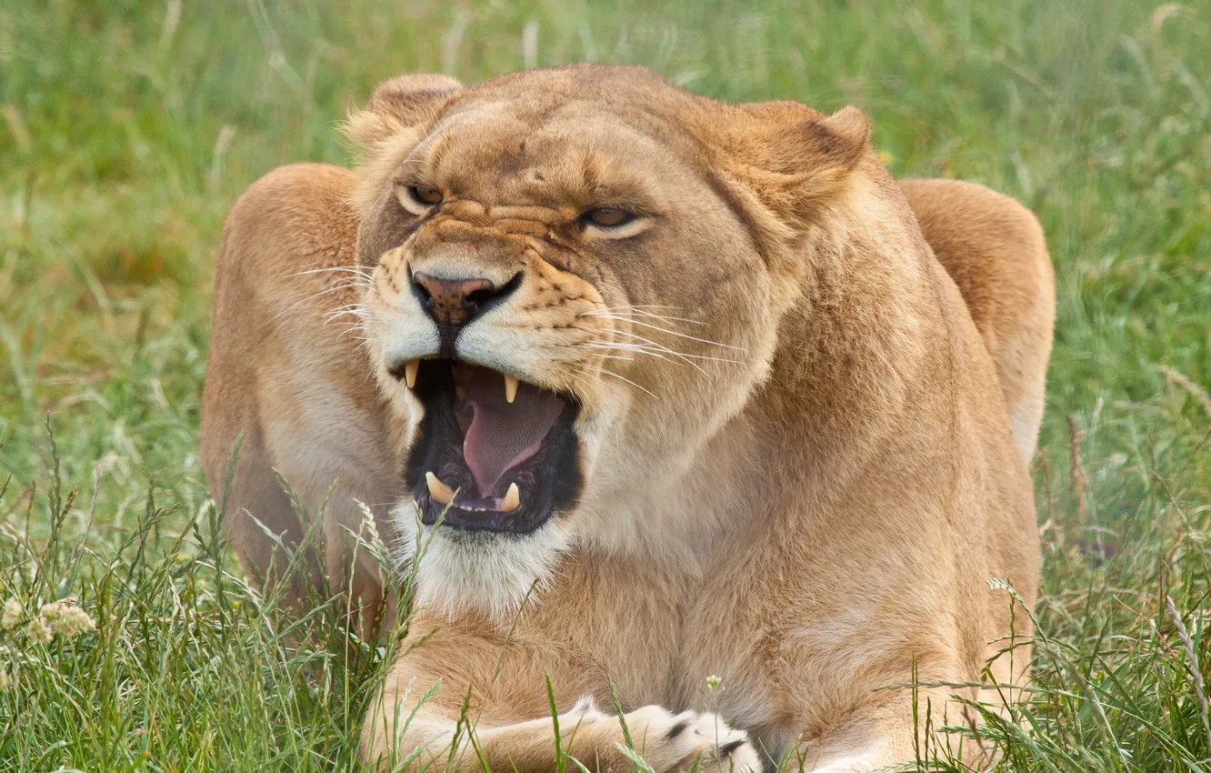 Photo wallpaper cat, grass, fangs, lioness