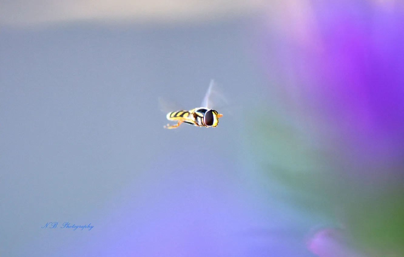 Photo wallpaper fly, background, insect, gorzalka