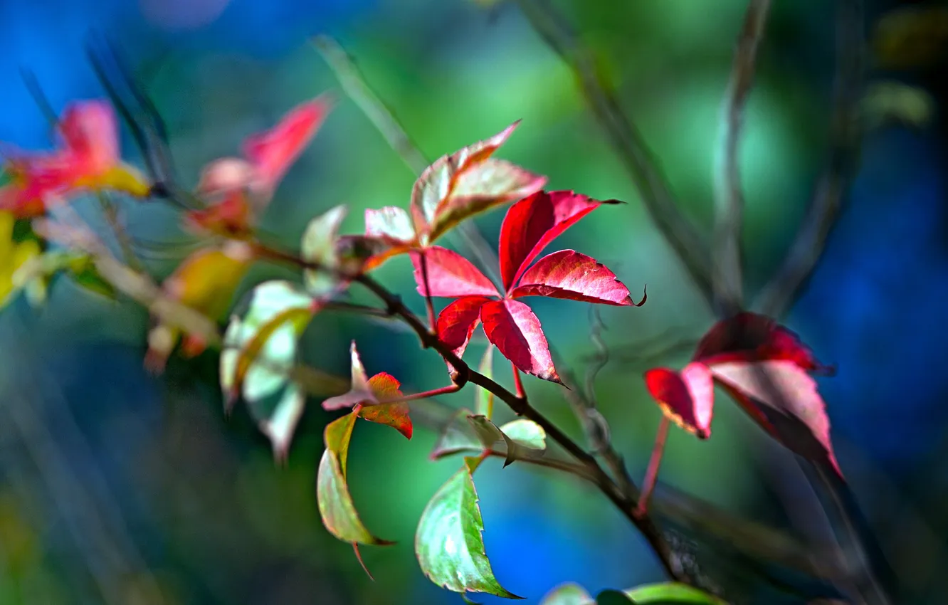 Photo wallpaper leaves, color, nature, bright, plants, branch