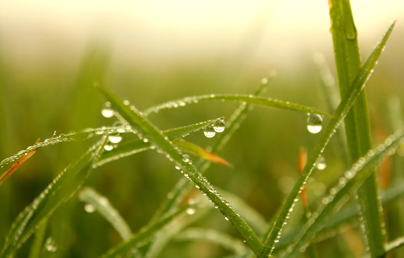 Photo wallpaper autumn, grass, Rosa, morning
