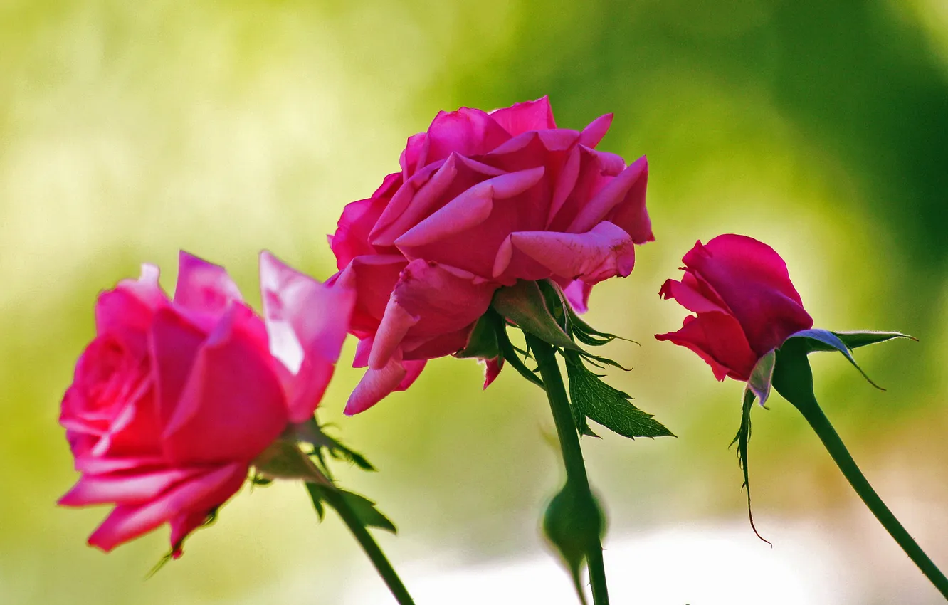 Photo wallpaper roses, petals, buds, the bushes