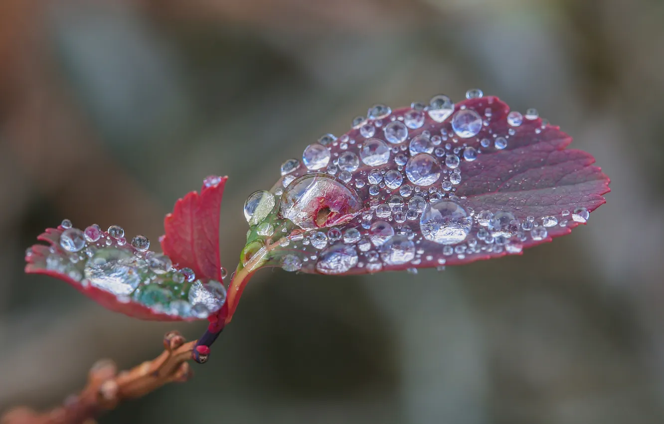 Photo wallpaper leaves, water, drops, nature, Rosa, branch