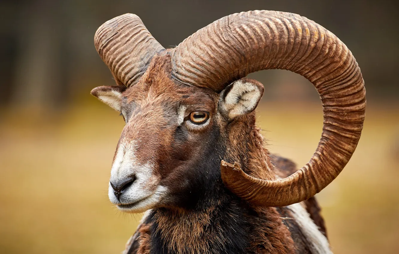 Photo wallpaper face, horns, RAM, mouflon