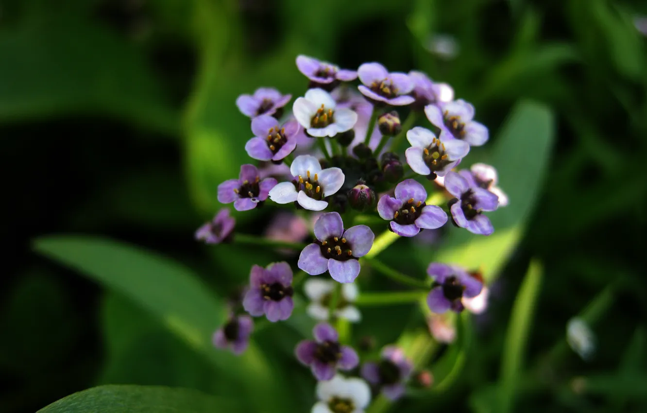 Photo wallpaper flower, macro, pale purple