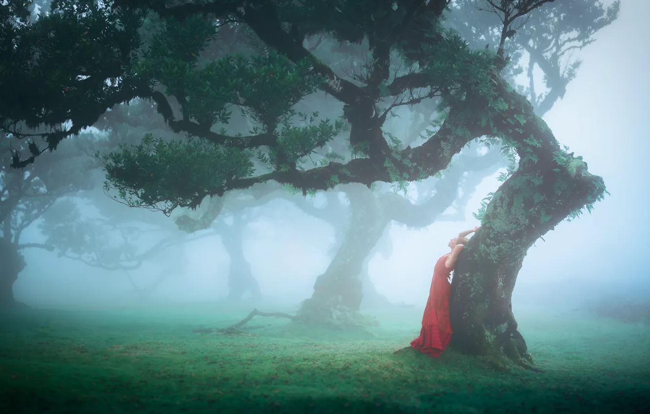 Photo wallpaper forest, girl, trees, branches, nature, pose, fog, Park