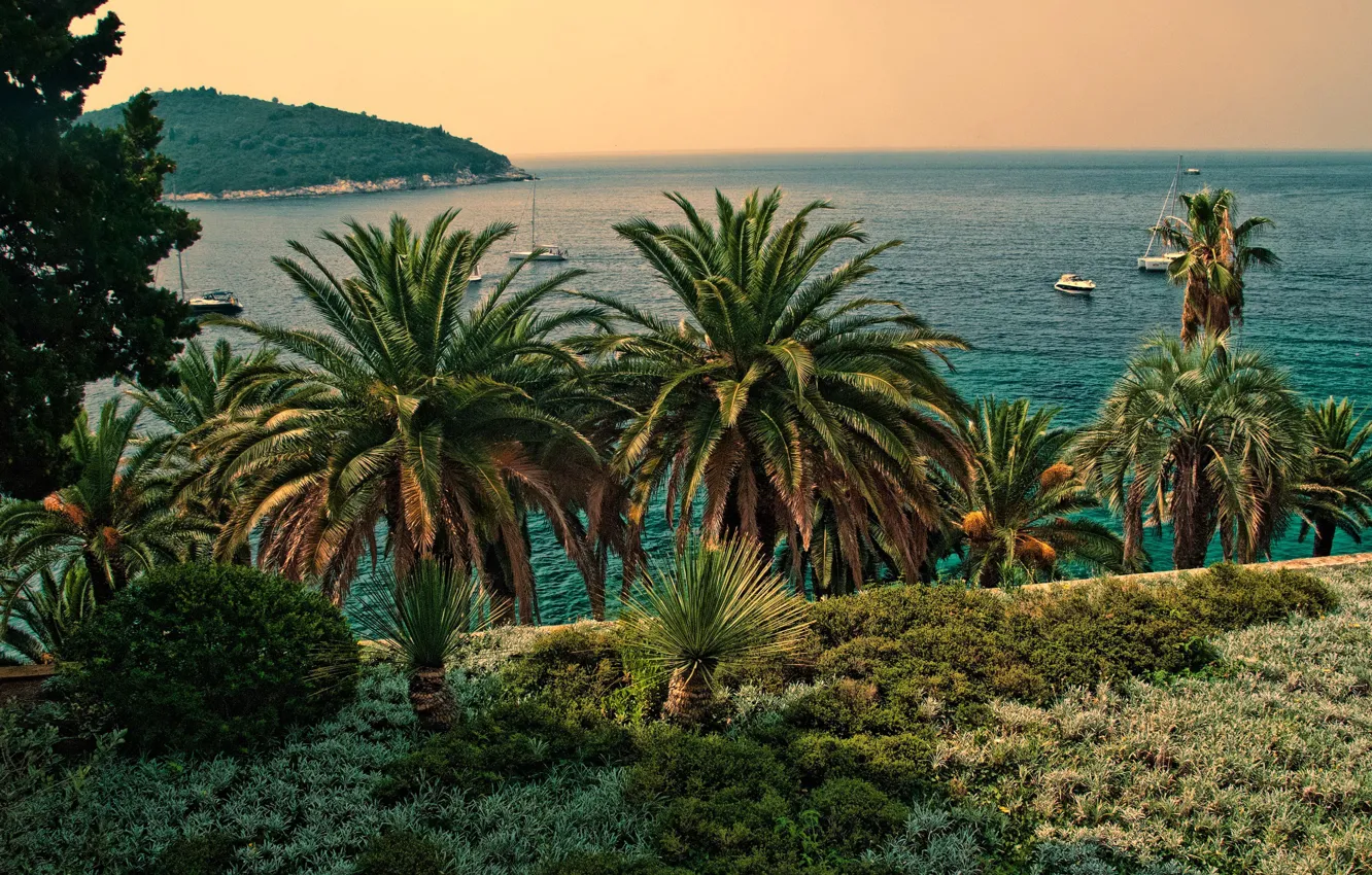Photo wallpaper sea, the sky, the sun, palm trees, coast, yachts, horizon, Croatia