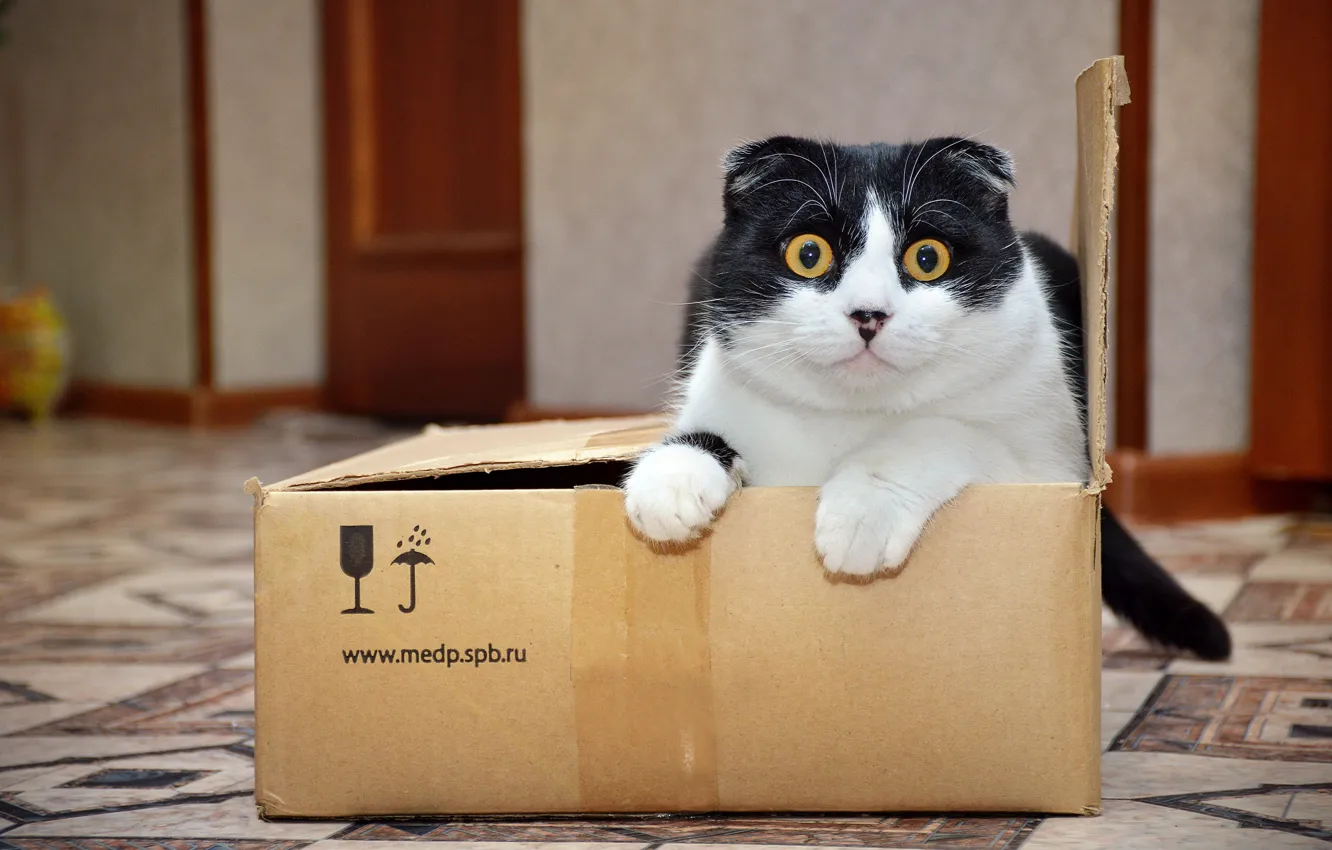 Photo wallpaper cat, look, animal, box, package