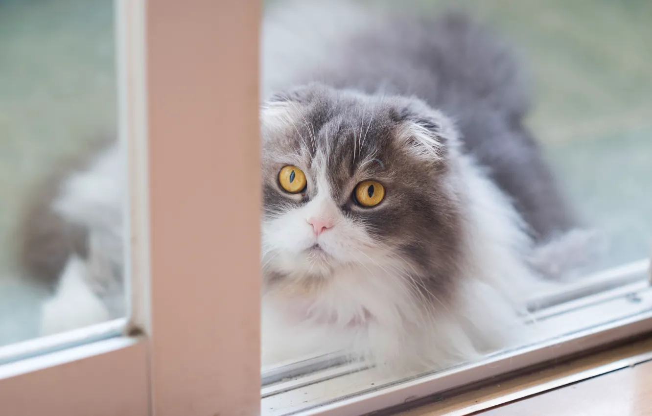 Photo wallpaper cat, cat, look, background, portrait, light, window, muzzle