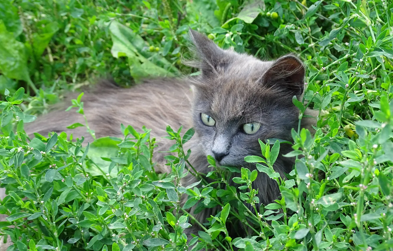 Photo wallpaper grass, cat, grey