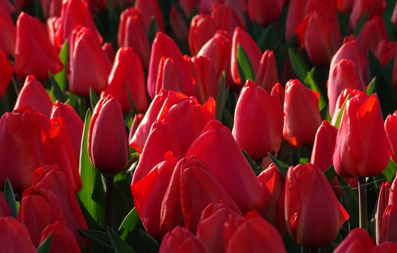 Photo wallpaper tulips, buds, a lot, red tulips