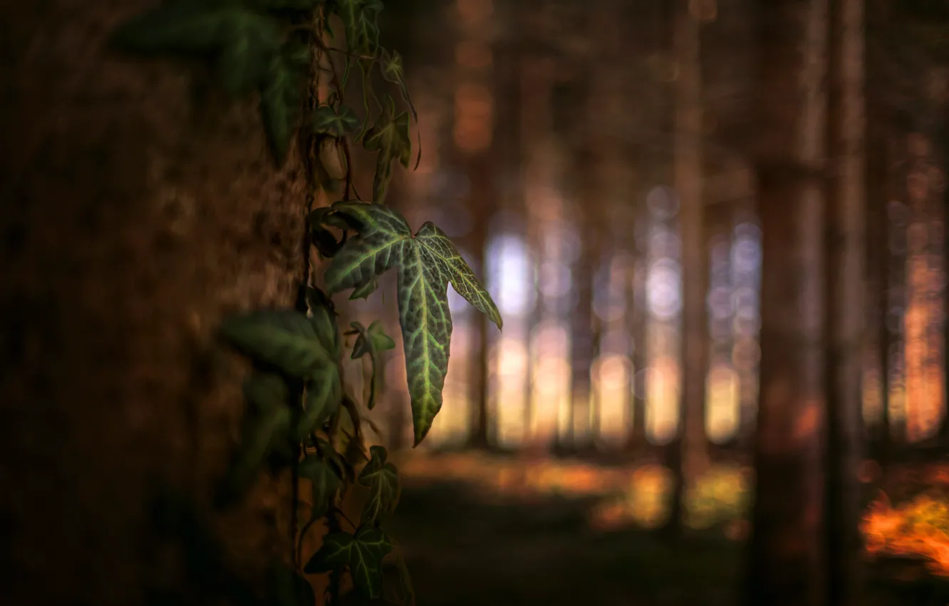 Photo wallpaper forest, leaves, trees, treatment