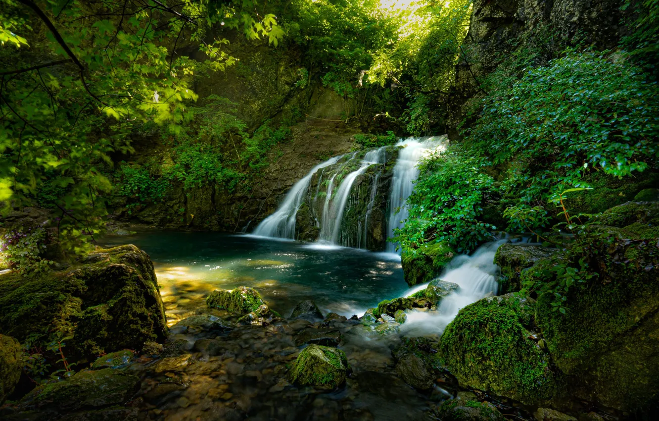 Photo wallpaper greens, forest, summer, light, branches, stones, rocks, thickets