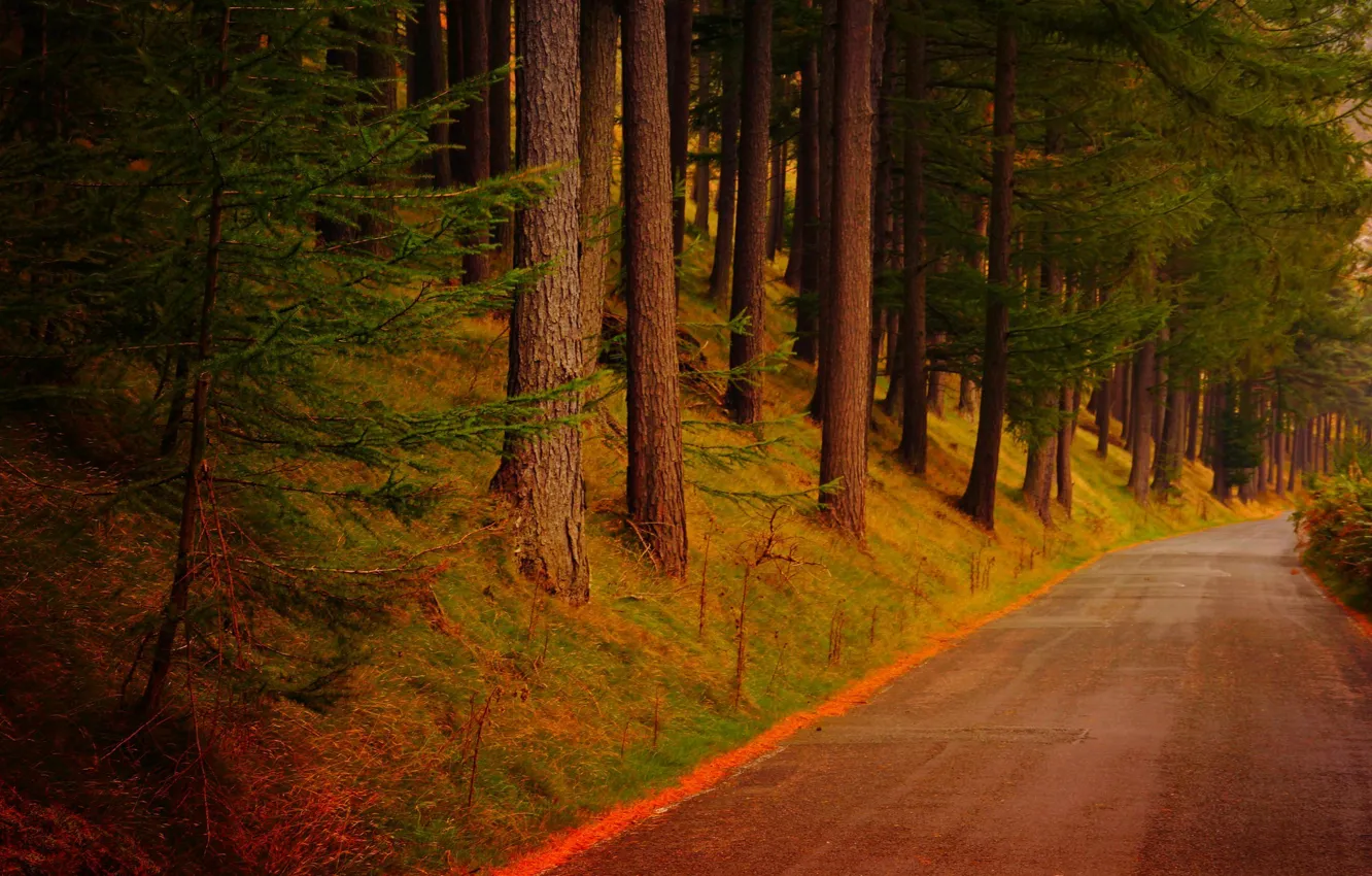 Photo wallpaper road, autumn, forest, leaves, trees, nature, Park, colors