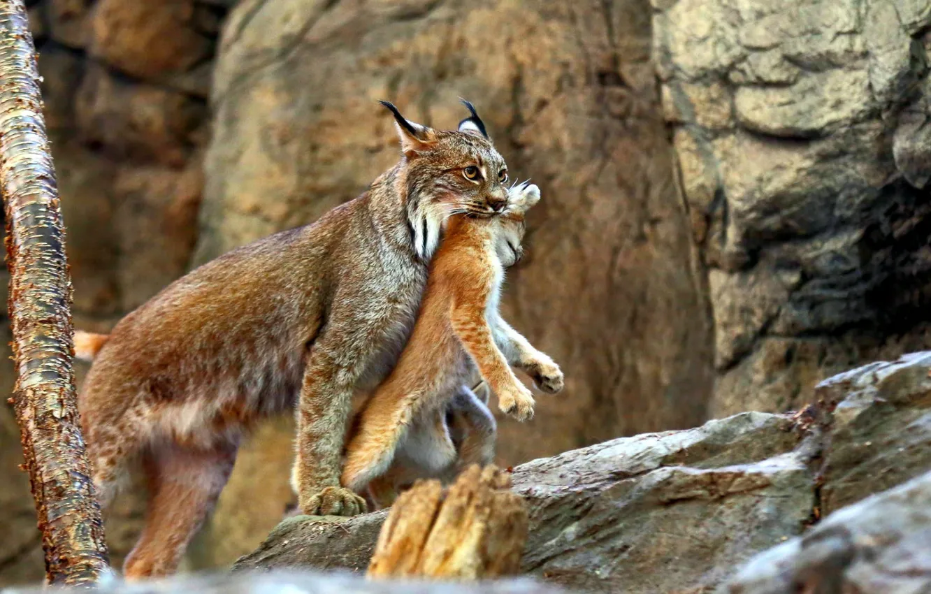 Photo wallpaper stones, Wallpaper, mining, common lynx