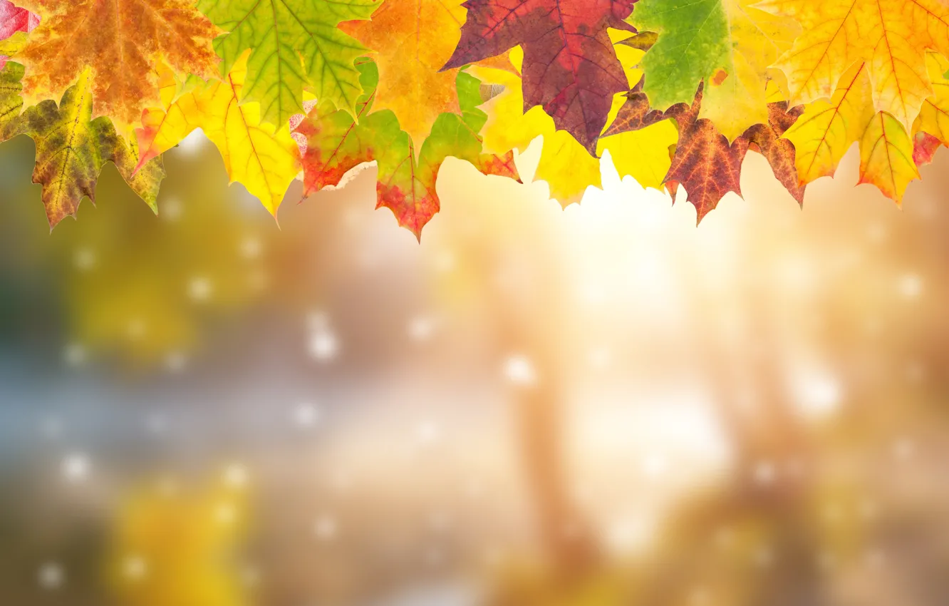Photo wallpaper autumn, leaves, colorful, maple, background, autumn, leaves, autumn