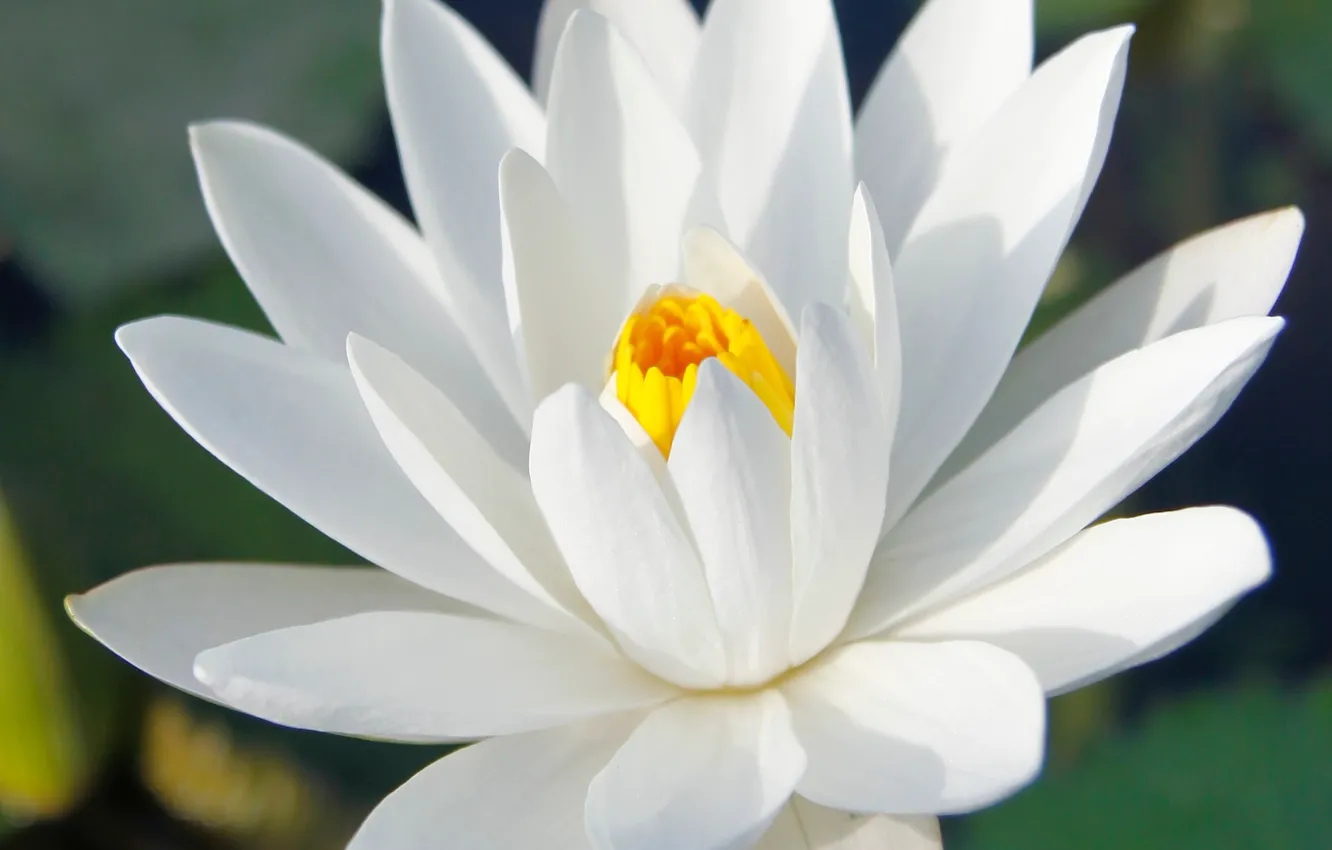 Photo wallpaper Lotus, flower, plant, petals