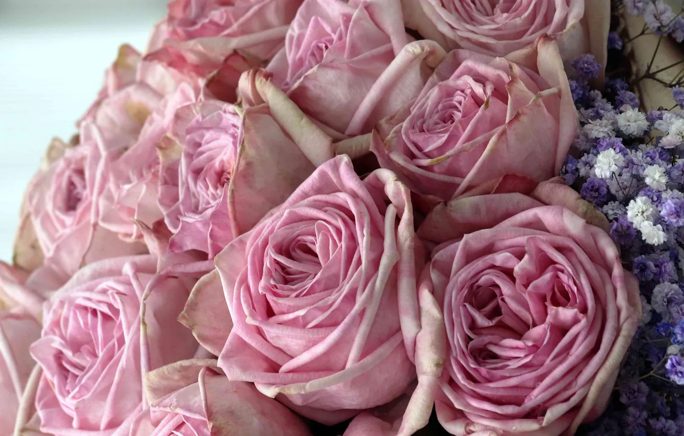 Photo wallpaper roses, bouquet, pink, buds