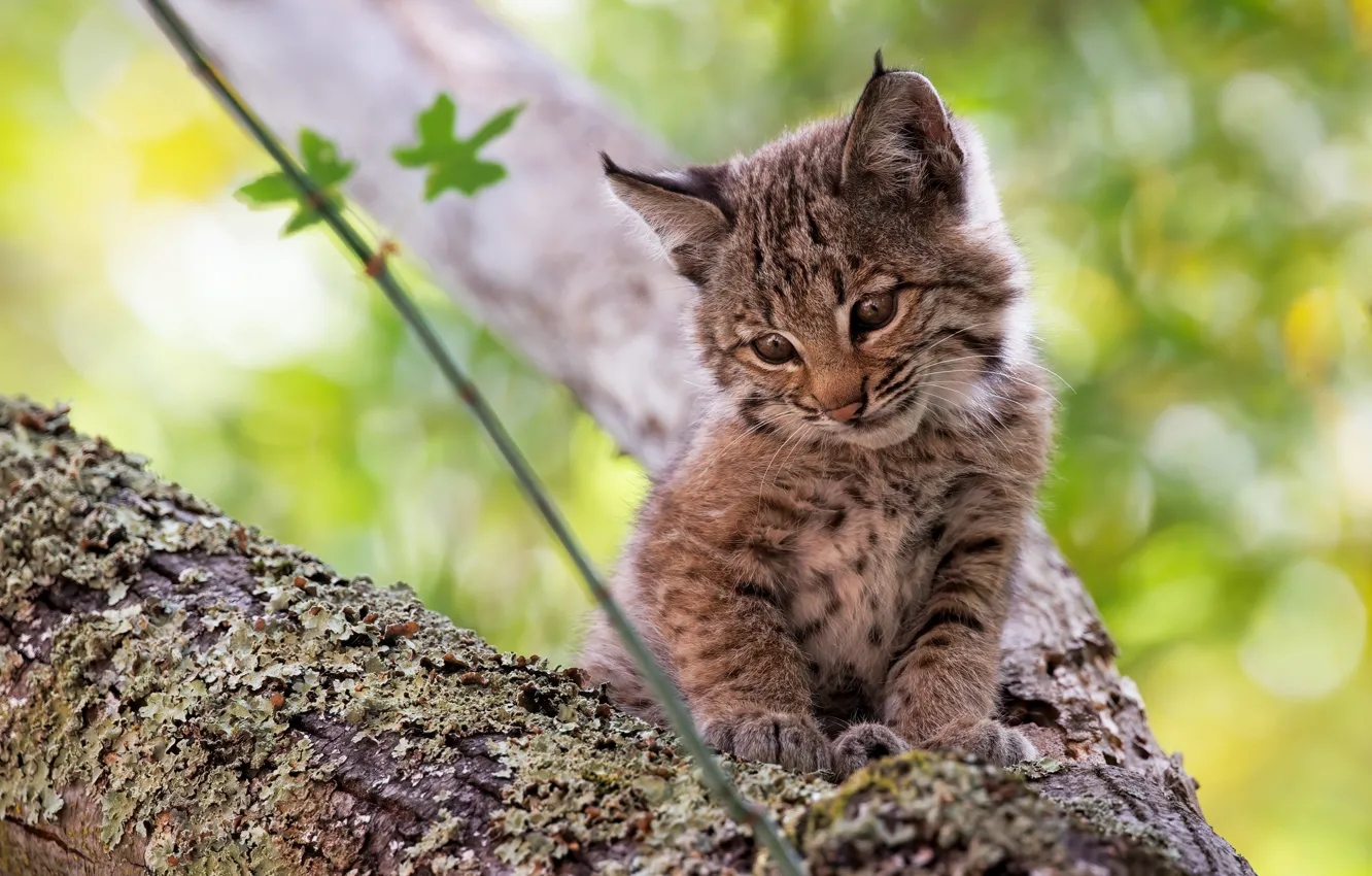 Photo wallpaper look, trees, branches, lynx, bokeh, a small lynx
