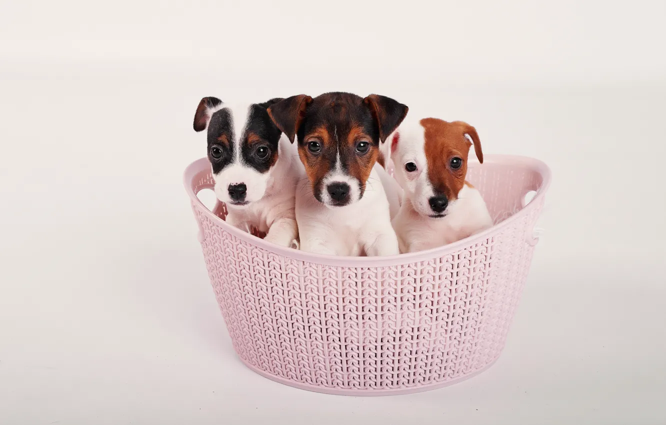 Photo wallpaper dogs, look, puppies, kids, basket, three, faces, sitting