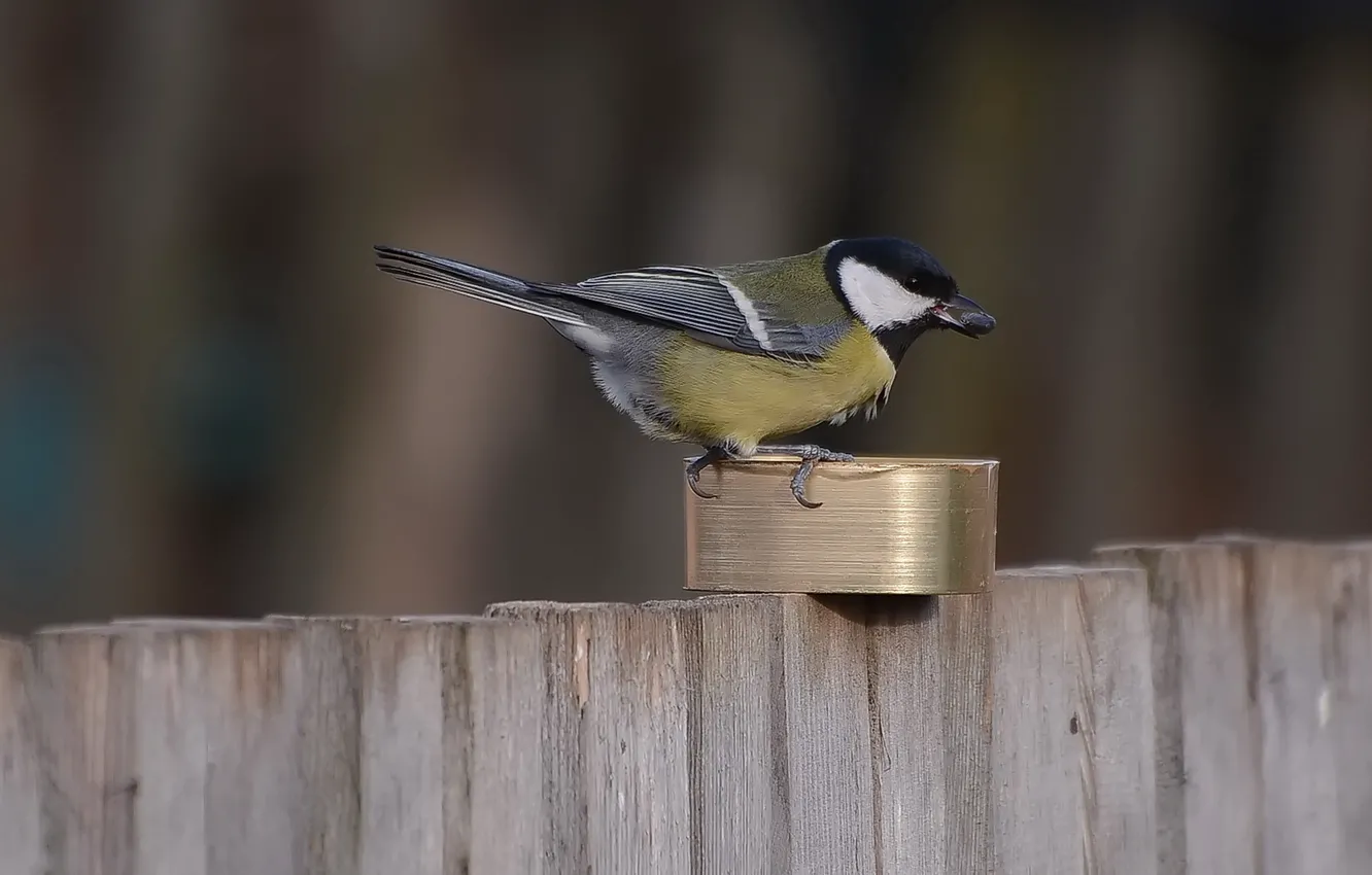 Photo wallpaper looks, tit, a seed in the beak