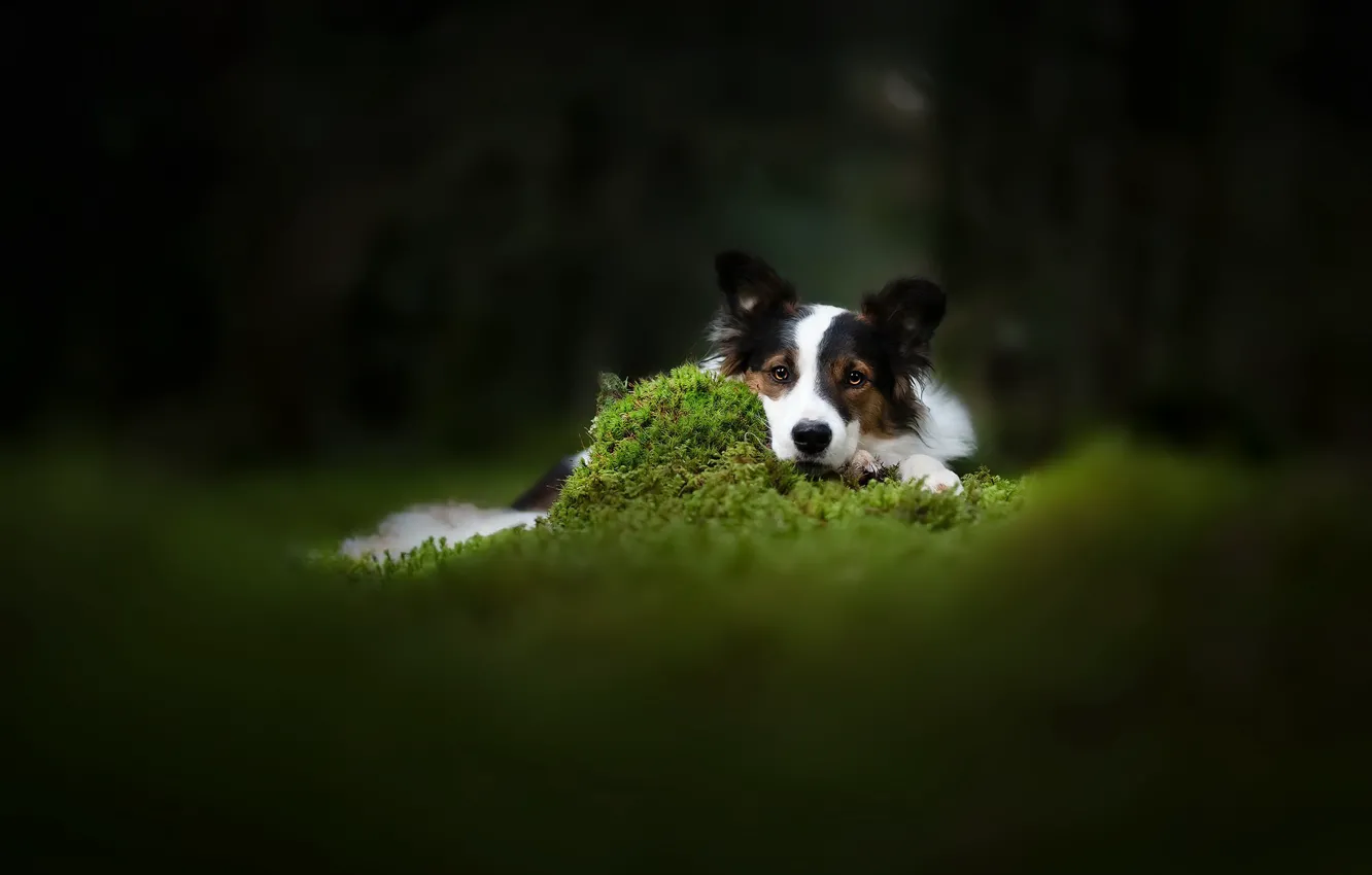 Photo wallpaper nature, each, dog