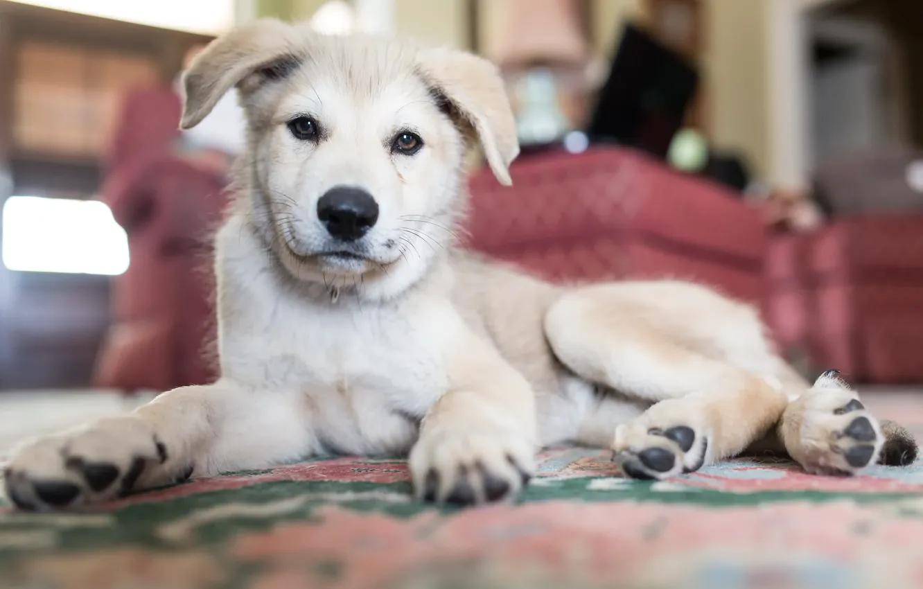 Photo wallpaper look, each, dog