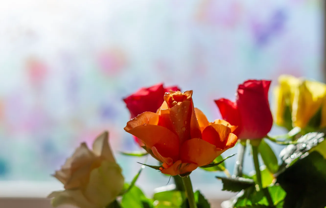 Photo wallpaper drops, flowers, orange, yellow, roses, bouquet, window, buds