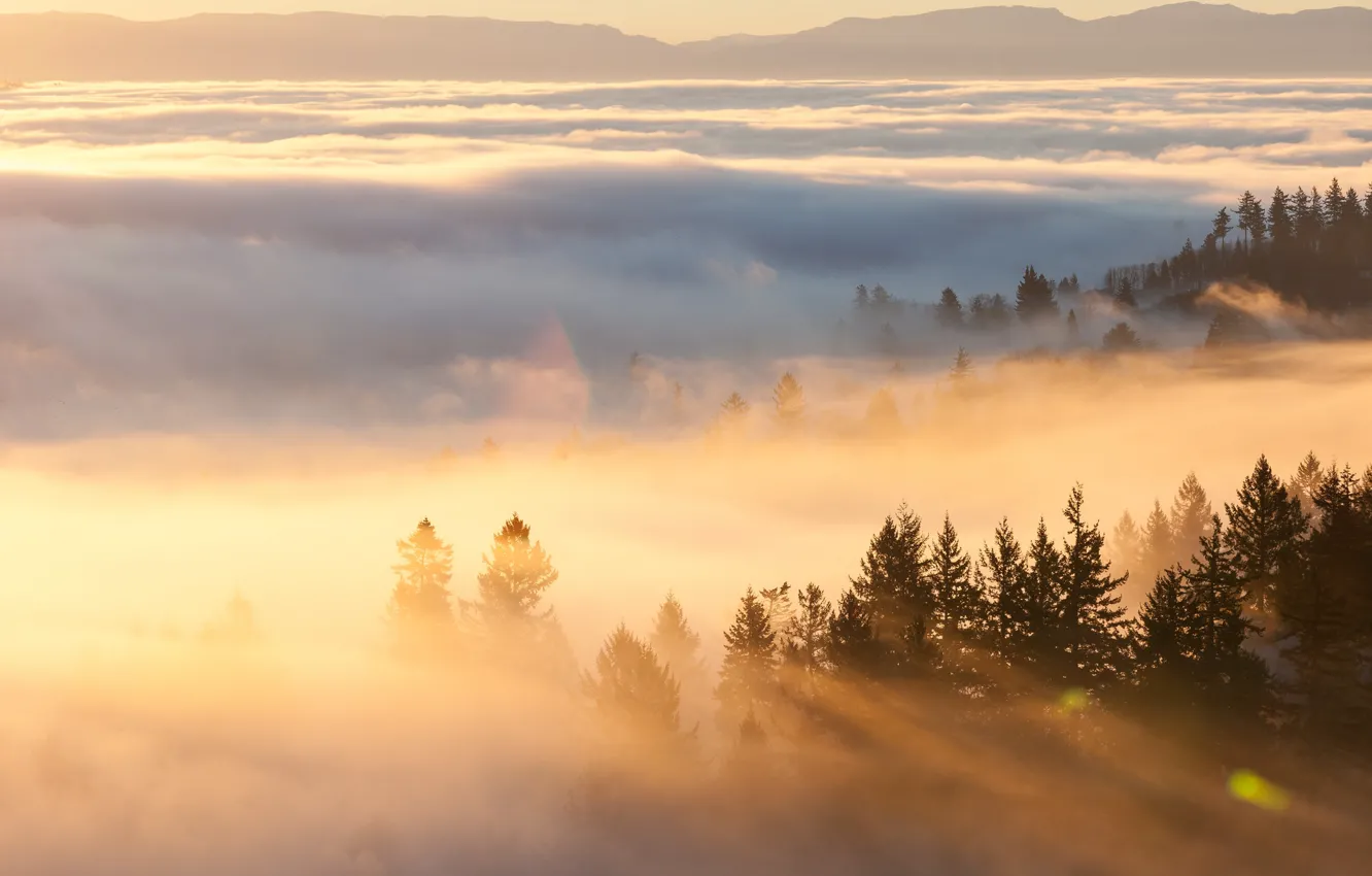 Photo wallpaper mountains, fog, morning