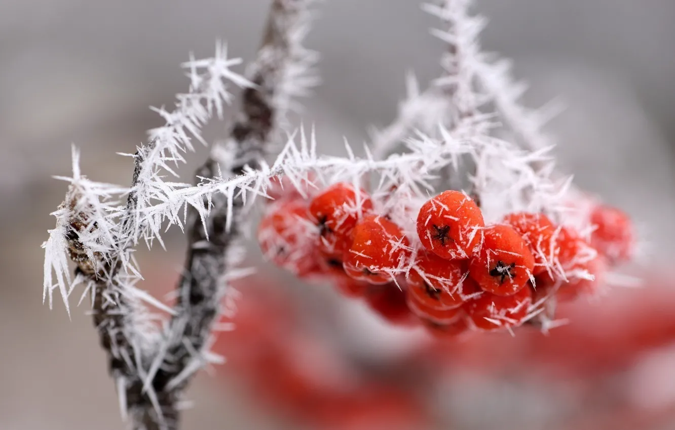 Photo wallpaper ice, macro, snow, berries, branch, bunch, red, frost