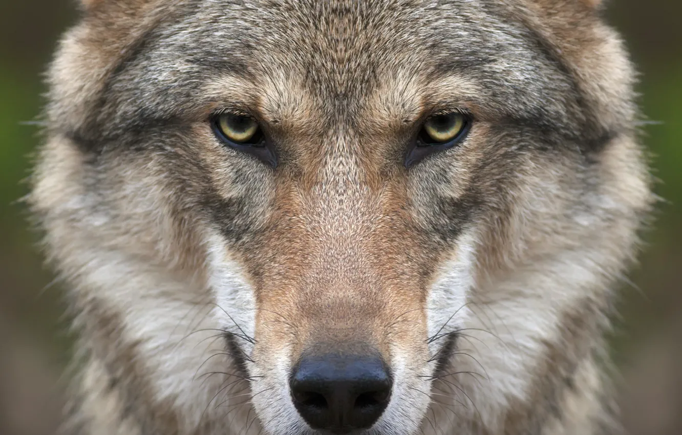 Photo wallpaper look, face, wolf, predator