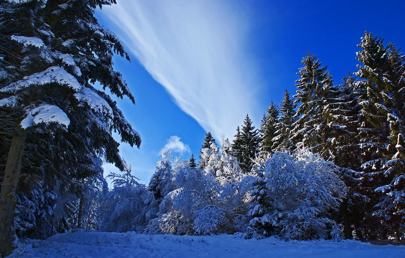 Photo wallpaper winter, snow, trees, nature, photo, spruce