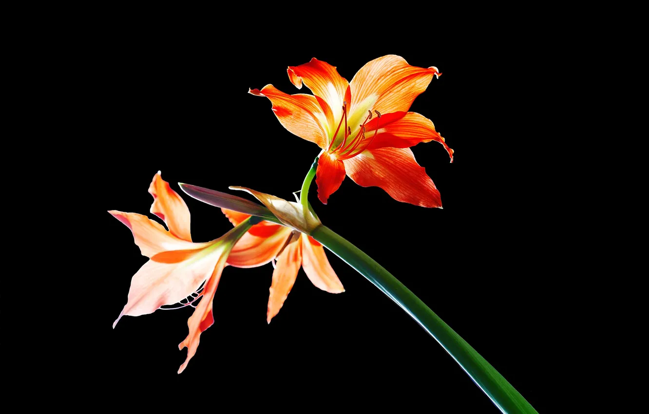 Photo wallpaper nature, petals, Amaryllis