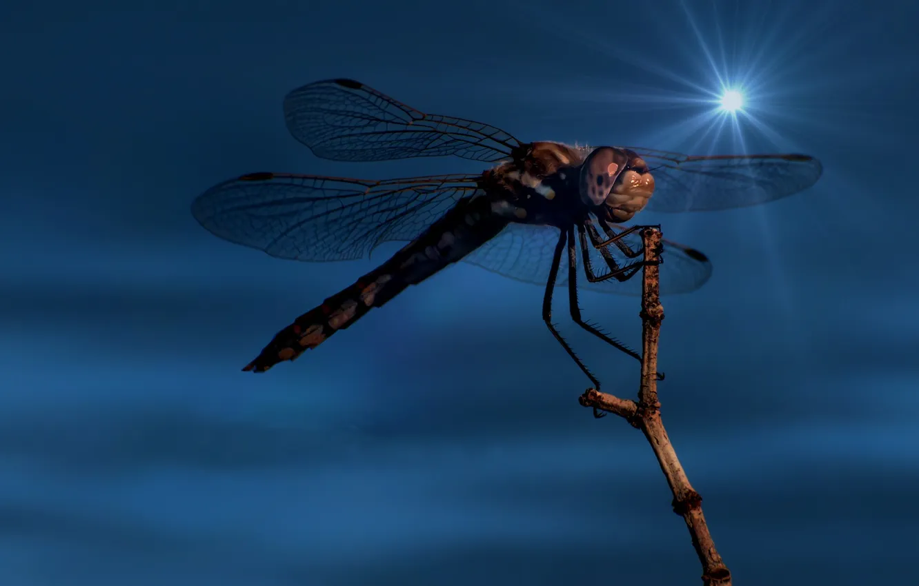 Photo wallpaper macro, plant, wings, branch, dragonfly, insect