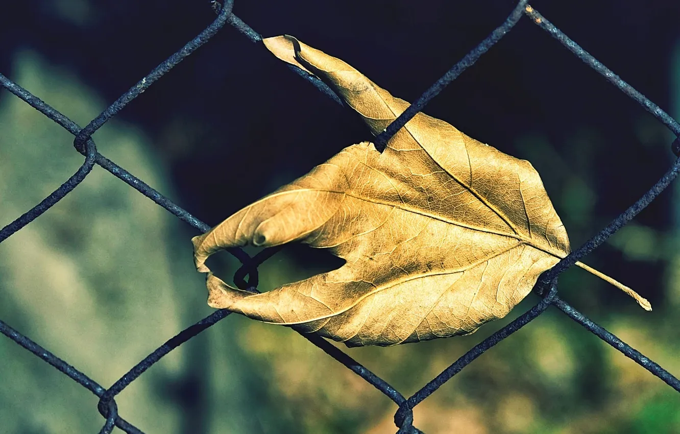 Photo wallpaper autumn, leaves, nature, mesh, the fence