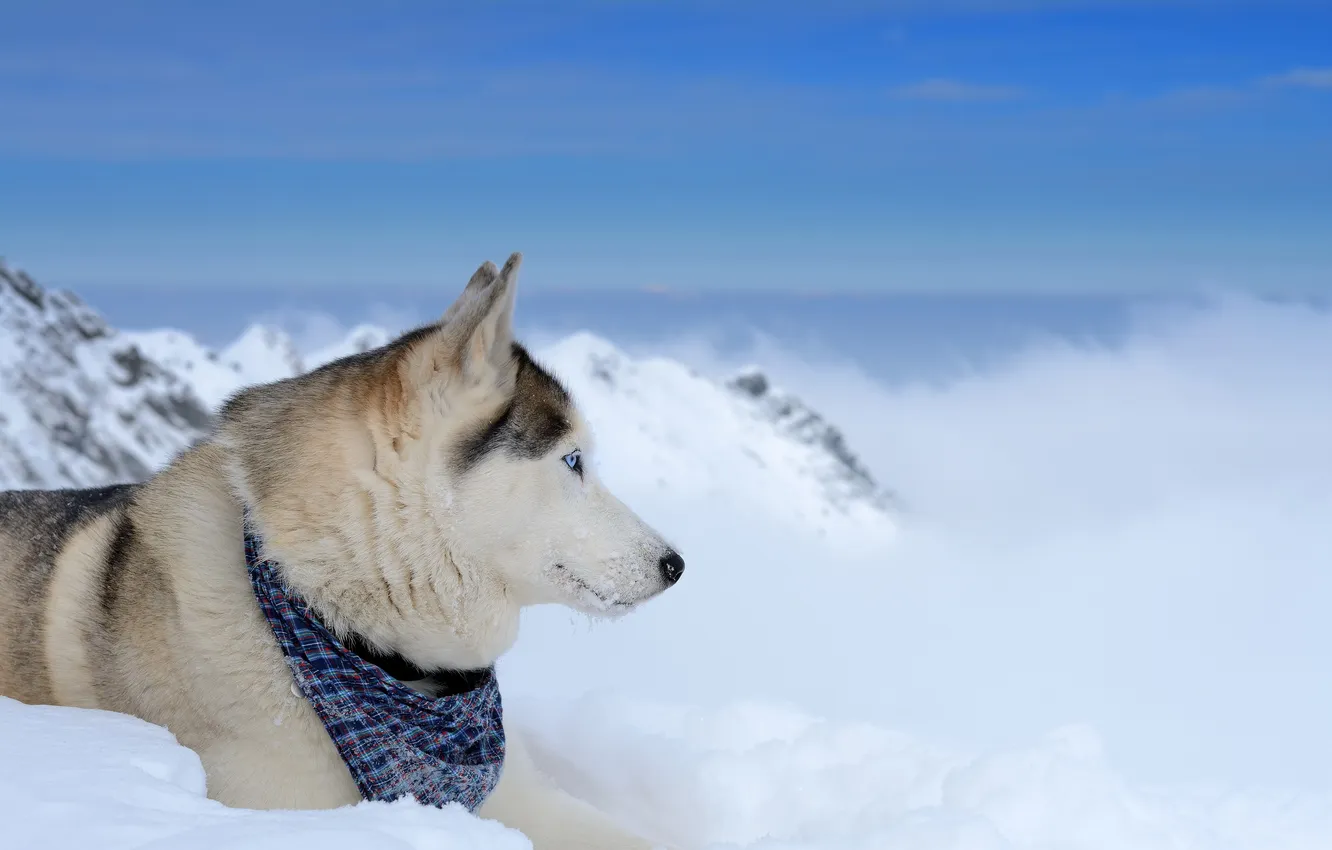 Photo wallpaper look, each, dog