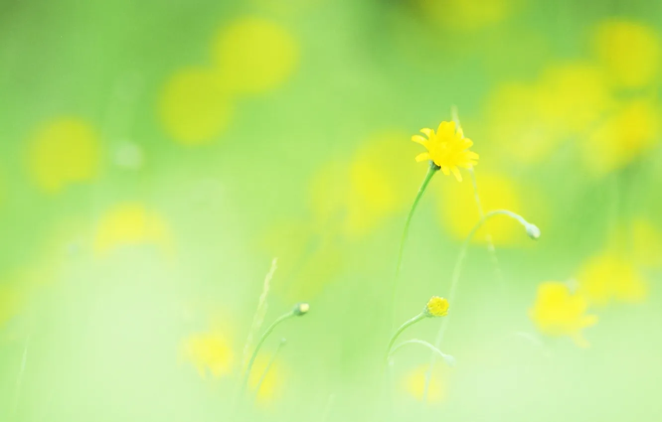 Photo wallpaper macro, flowers, yellow, ease, plant, spring, blur