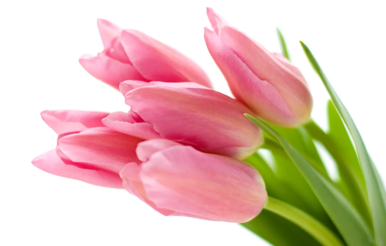 Photo wallpaper white, flowers, background, tulips, pink