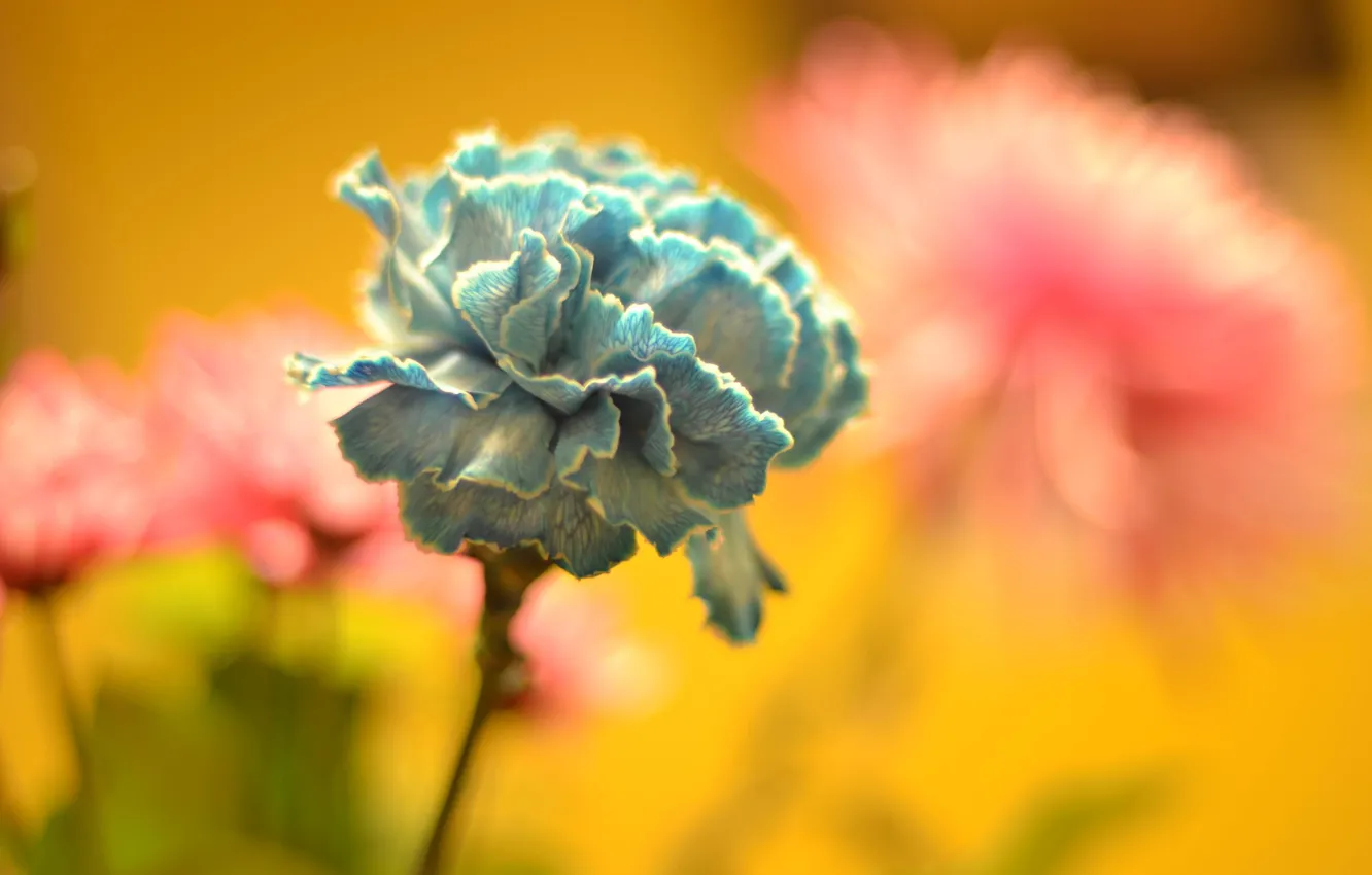 Photo wallpaper blur, petals, Blue Dream