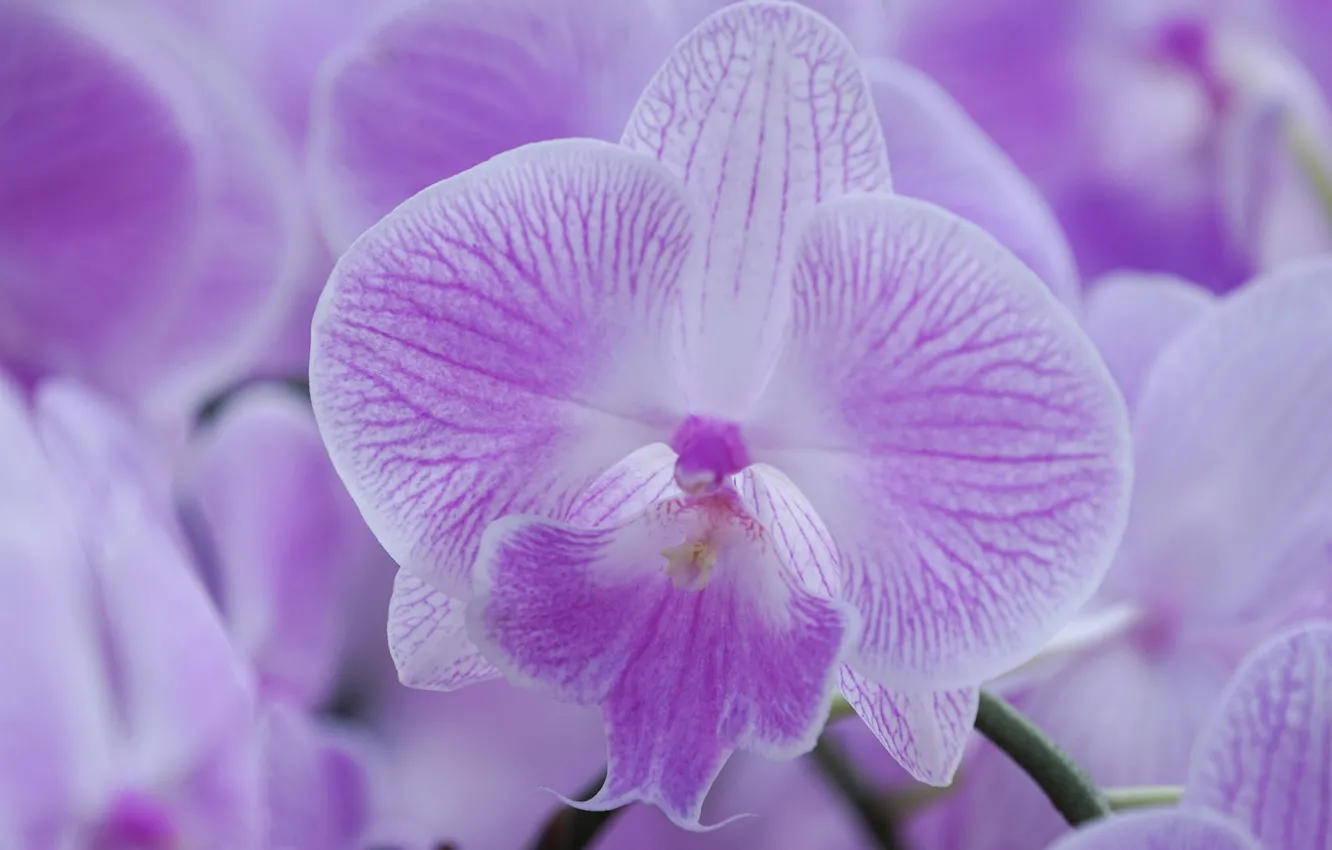 Photo wallpaper macro, petals, Orchid, lilac, Phalaenopsis