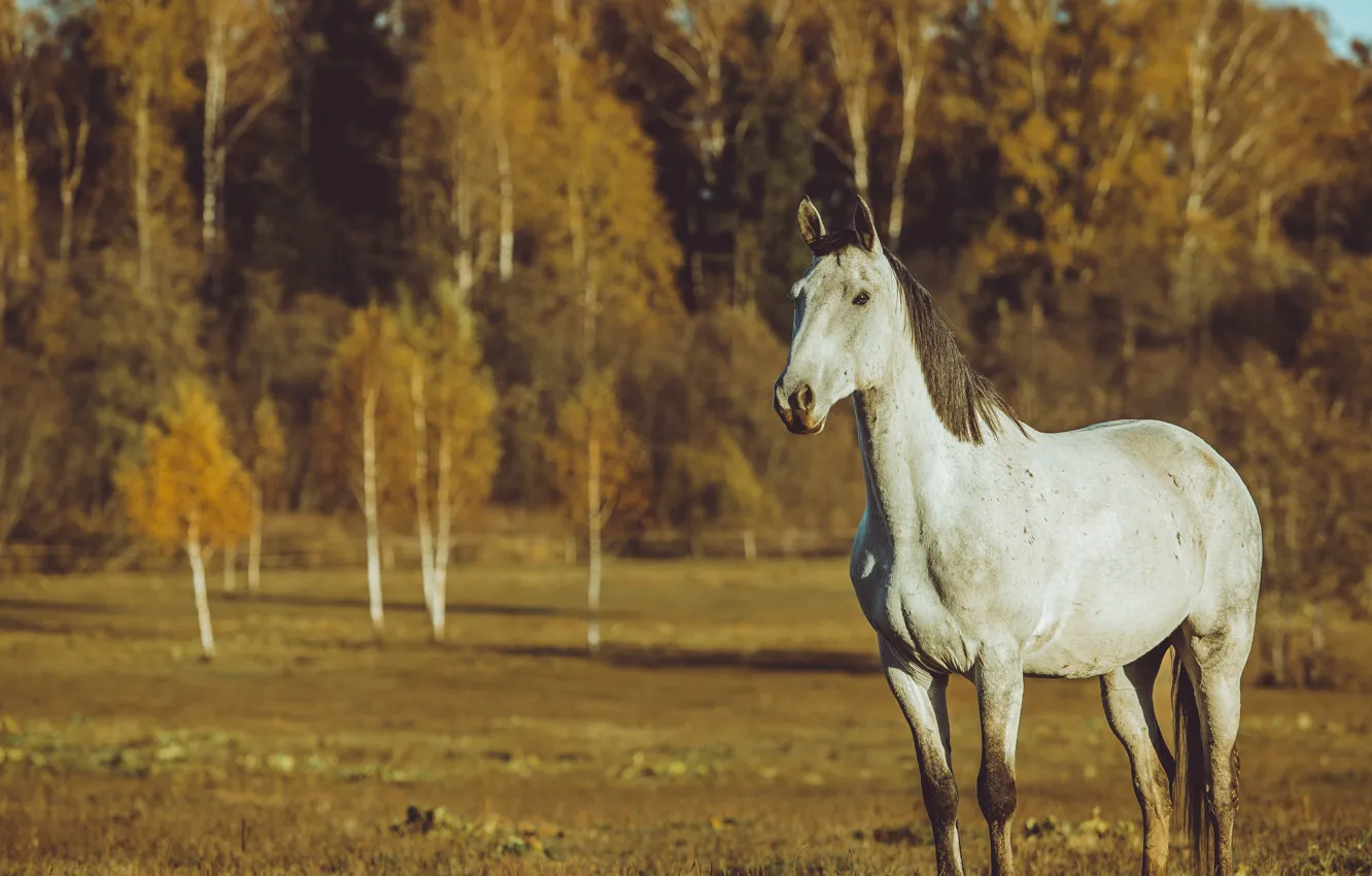 Photo wallpaper field, autumn, forest, white, look, light, nature, horse