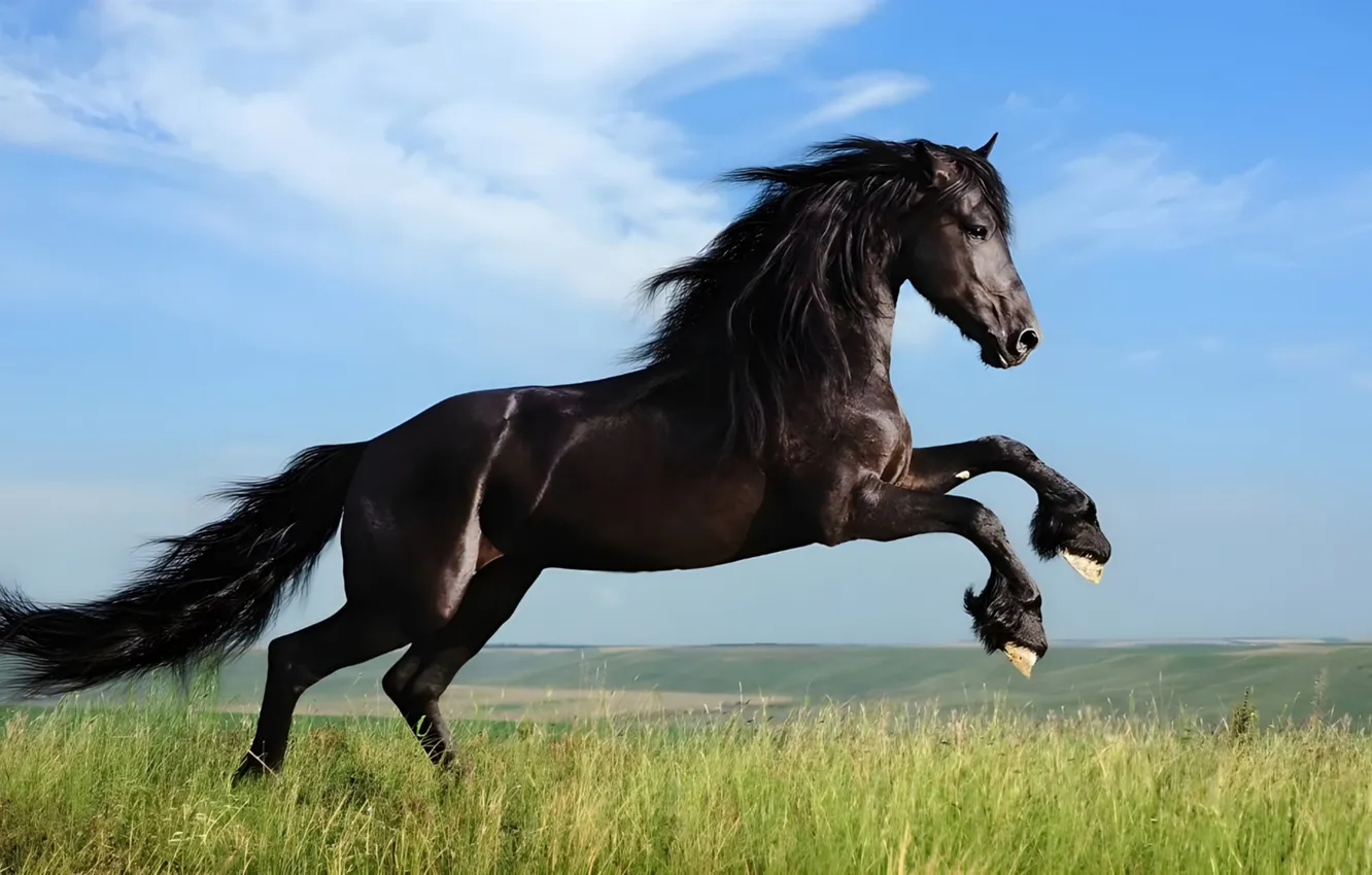 Photo wallpaper field, the sky, blue, horse, black, horse, crows, hooves
