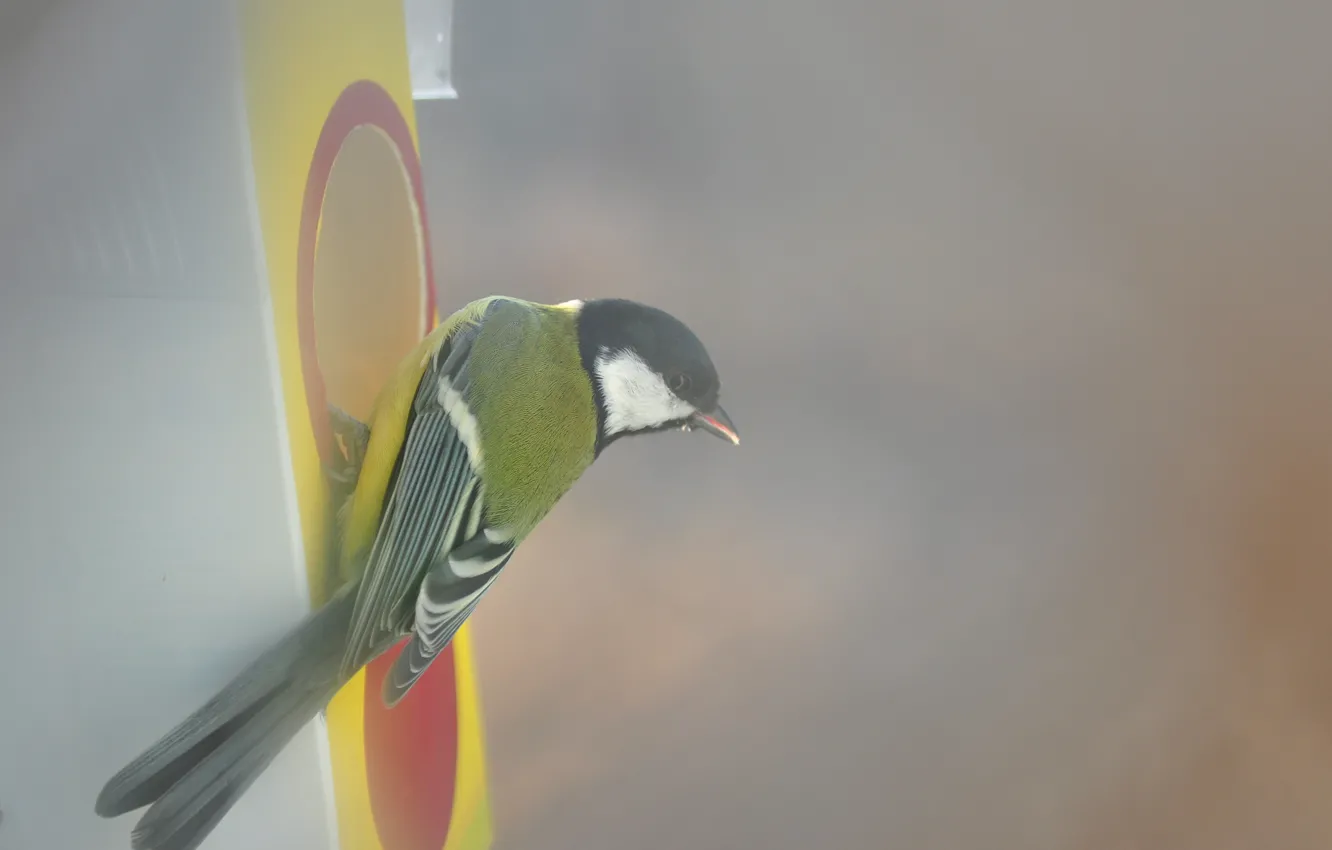 Photo wallpaper bird, titmouse, tit, feeder
