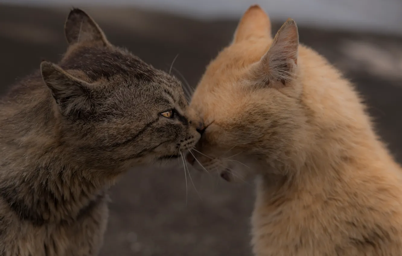 Photo wallpaper cat, background, meeting, Koshak, Kote