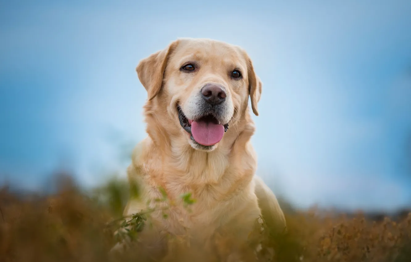 Photo wallpaper language, look, face, joy, portrait, dog, bokeh, Labrador Retriever