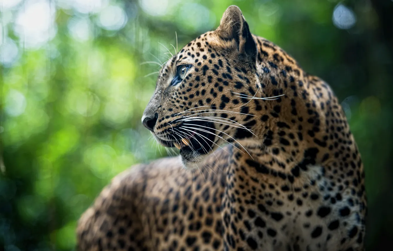 Photo wallpaper animal, predator, leopard, Leopard, panthera pardus