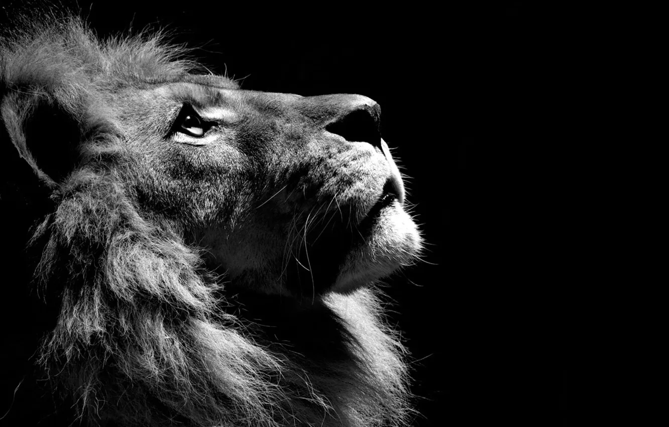 Photo wallpaper black and white, Leo, lion, animal