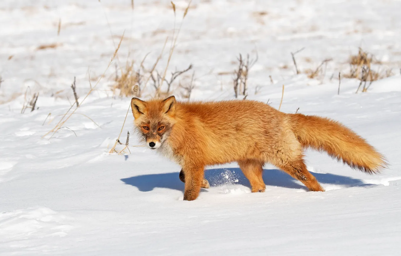 Photo wallpaper winter, field, look, light, snow, shadow, Fox, the snow