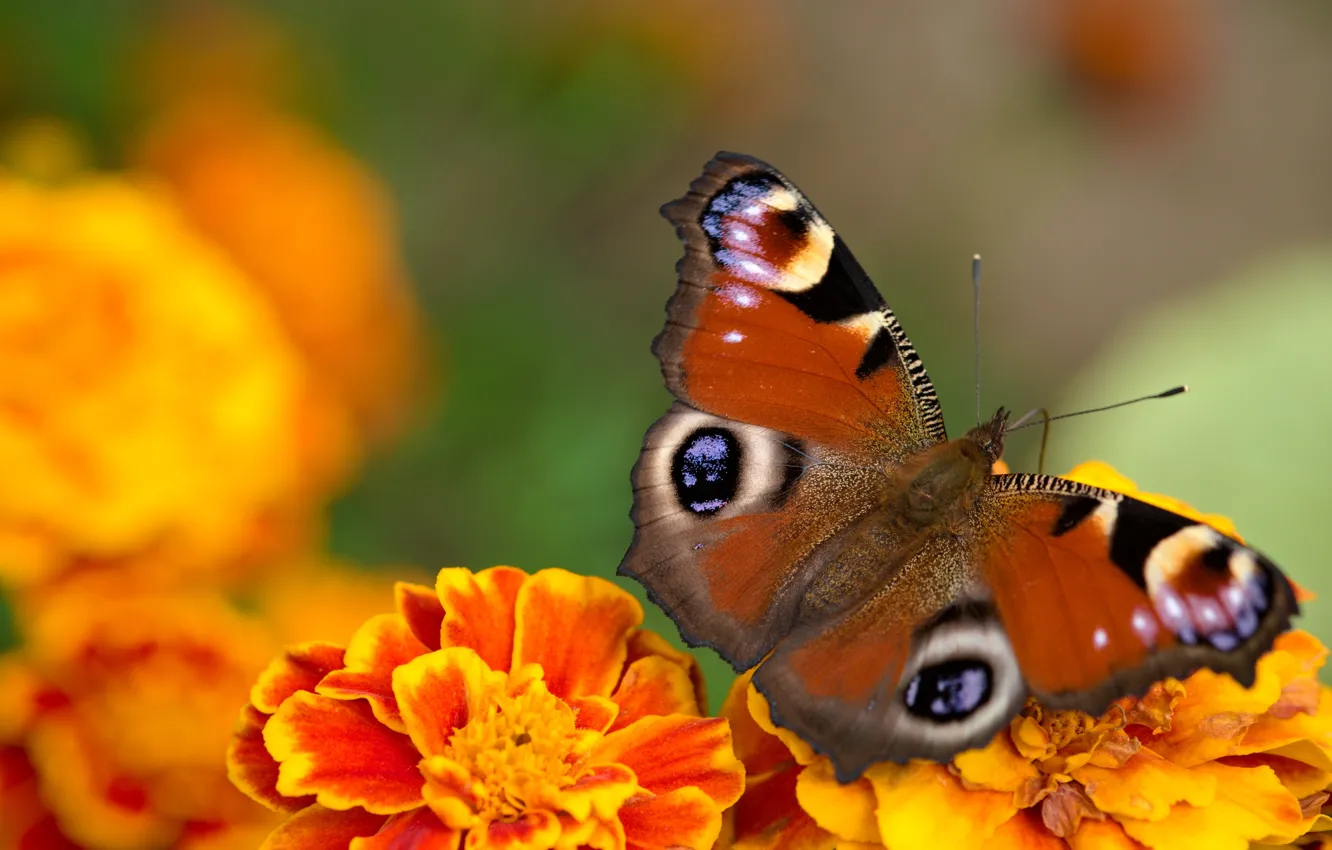 Photo wallpaper macro, flowers, orange, butterfly, marigolds, Emperor moth