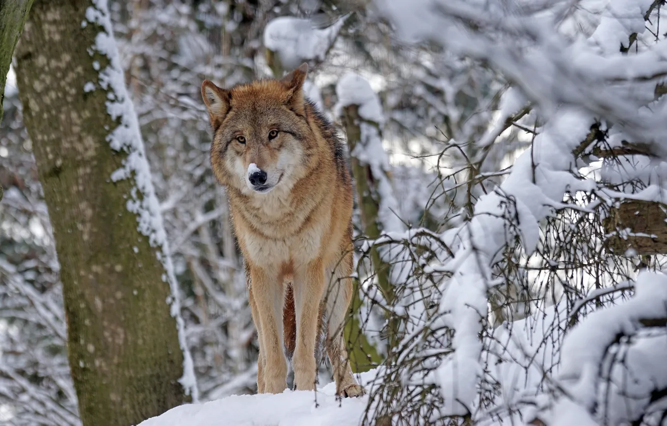 Photo wallpaper Predator, nature, snow, face, animal, wolf, canis lupus, wildlife
