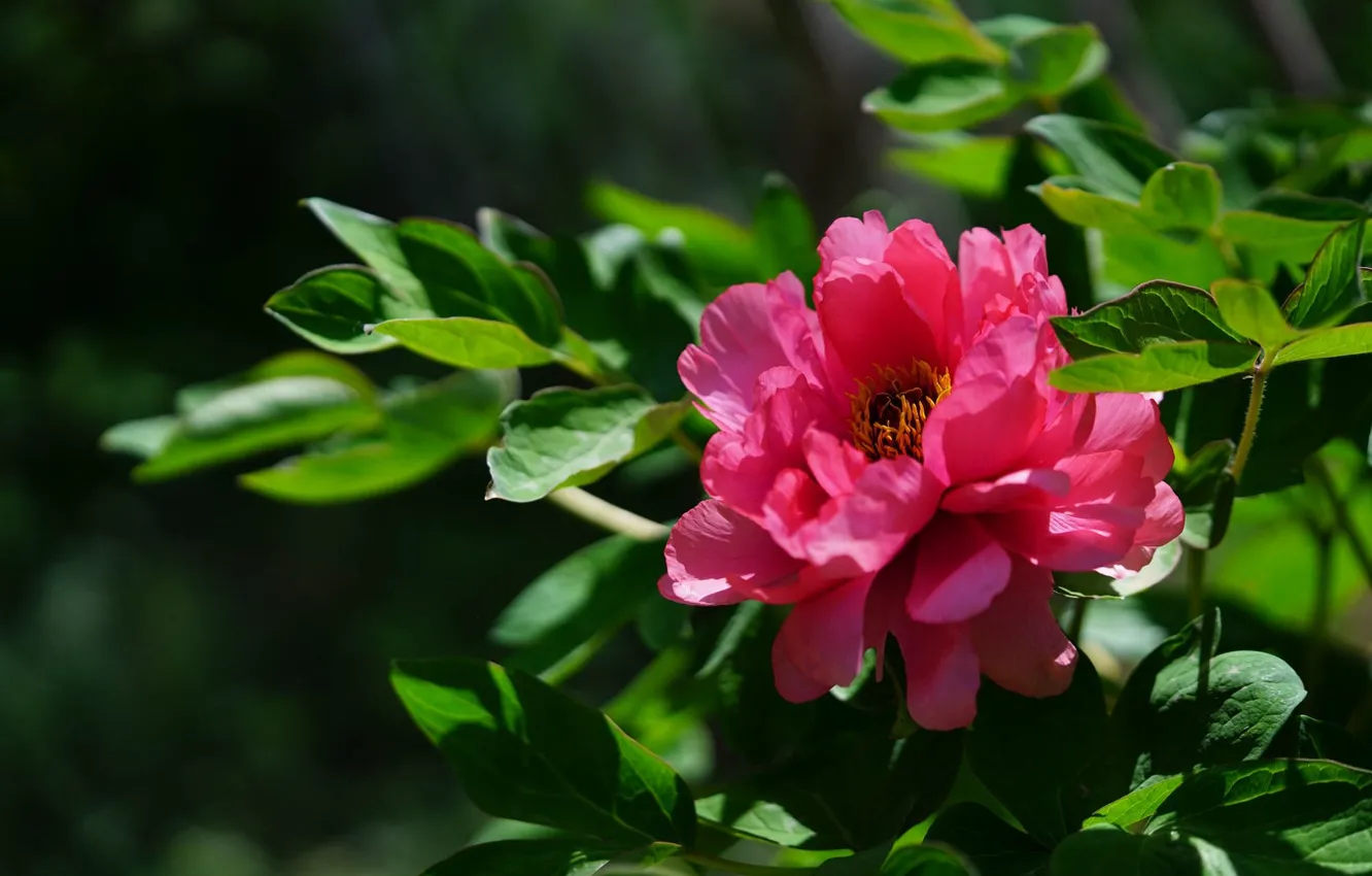 Photo wallpaper leaves, flowers, pink, peonies